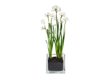 Load image into Gallery viewer, Paperwhites Winter Garden
