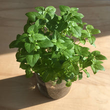 Load image into Gallery viewer, Beautiful Basil
